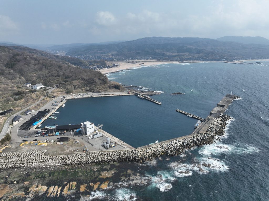 4月12日（火）水揚げ