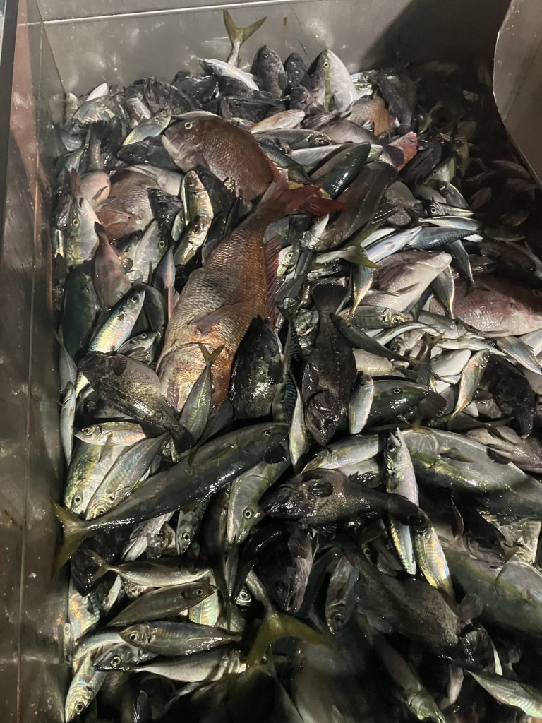 漁模様